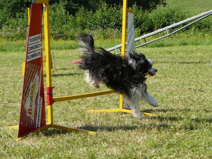 agility závody3